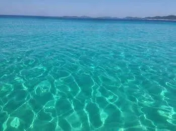 Gorgonia & 아파트 *