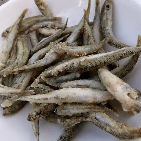 Gorgonia &